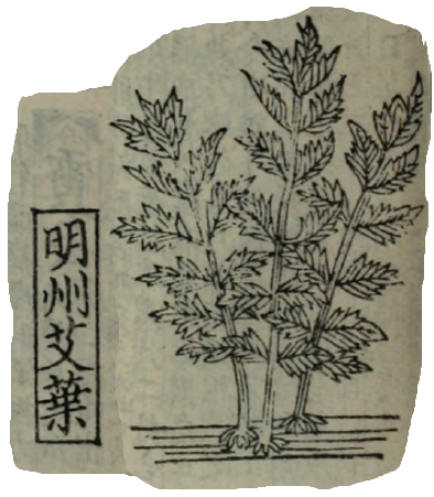 Ai Ye, Folium Artemisiae argyi, Artemisia argyi