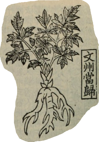 Dang Gui, Radix Angelicae sinensis, Angelica sinensis